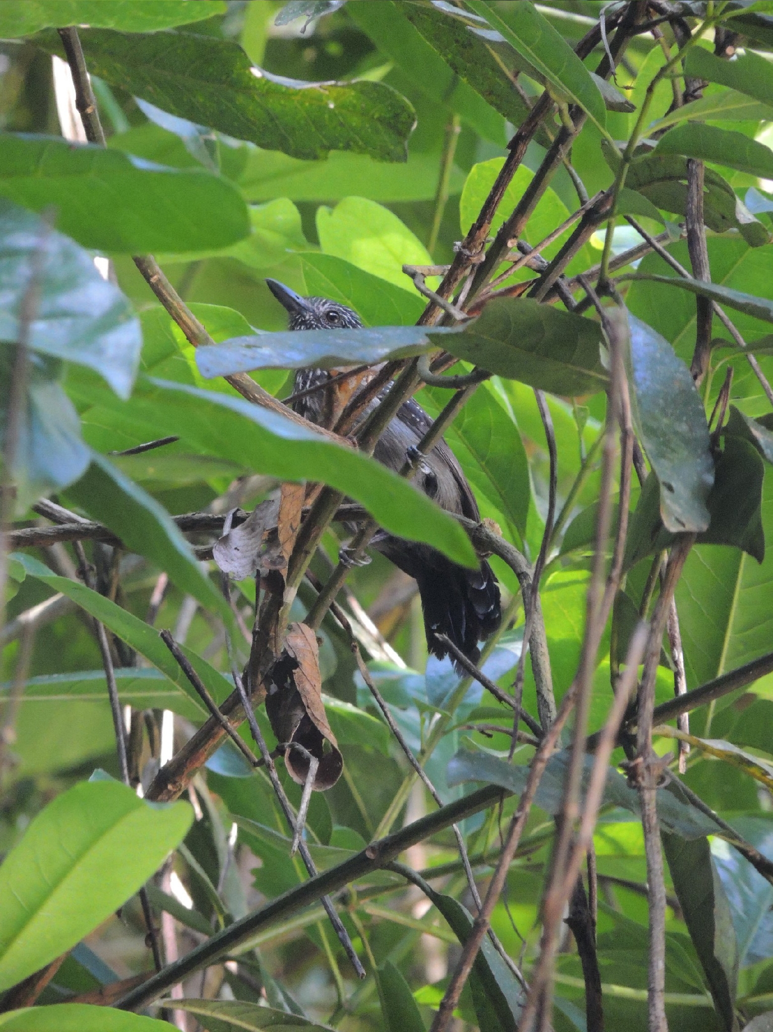 Black-hooded Antshrike (Thamnophilus bridgesi), photo 8