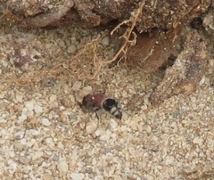 Glossotilla