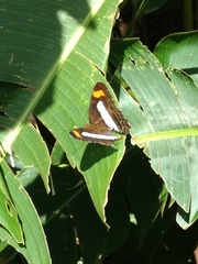 Adelpha iphiclus iphiclus
