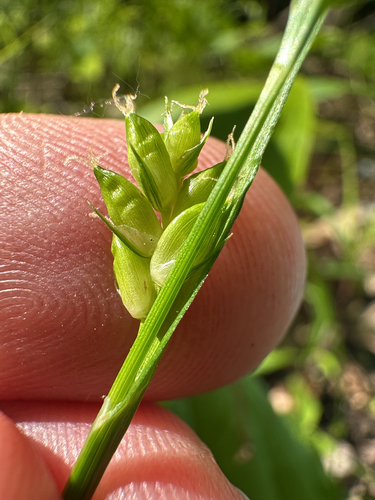 Carex amphibola, photograph 6