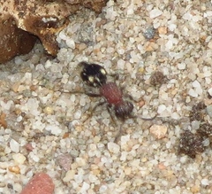Glossotilla