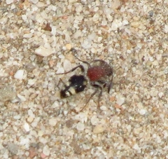 Glossotilla