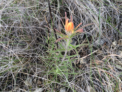Castilleja lindheimeri