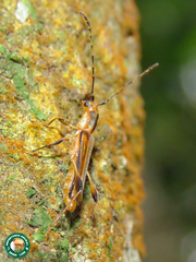Apostropha curvipennis