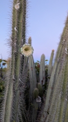 Pilosocereus curtisii, photograph author not stated, no rights reserved