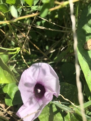 Ipomoea tiliacea