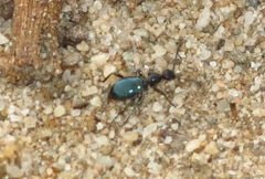 Anthelephila caerulea
