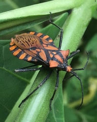 Spartocera pantomima