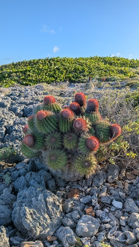 Melocactus intortus