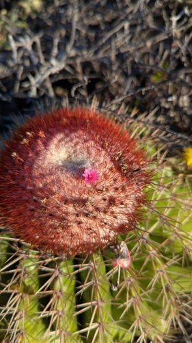 Melocactus intortus