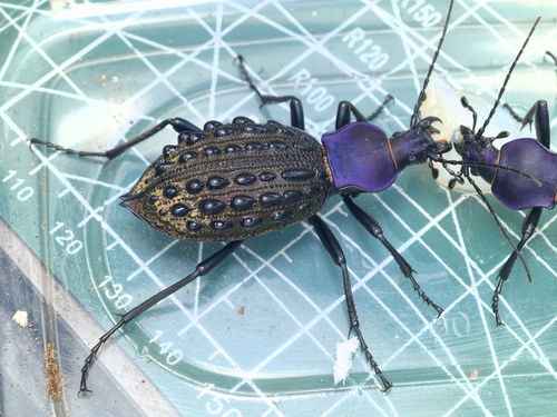 Carabus pustulifer
