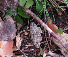 Paradarisa consonaria