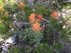 Castilleja lindheimeri