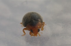 Scymnus rubromaculatus