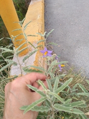 Solanum elaeagnifolium