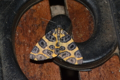Pantherodes unciaria