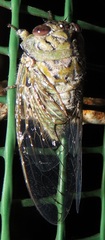 Oxypleura lenihani