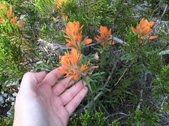 Castilleja lindheimeri