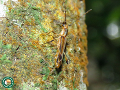 Apostropha curvipennis