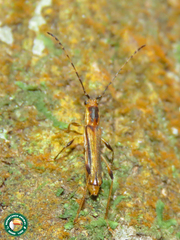Apostropha curvipennis