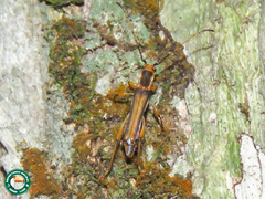 Apostropha curvipennis