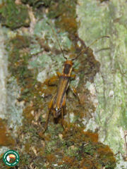 Apostropha curvipennis