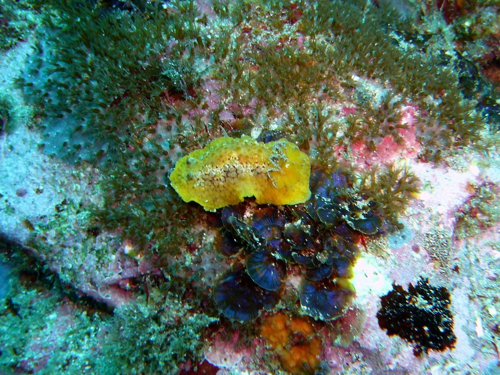Carminodoris nodulosa