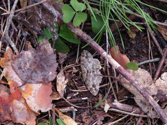 Paradarisa consonaria