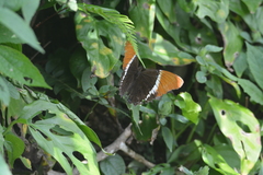 Siproeta epaphus epaphus