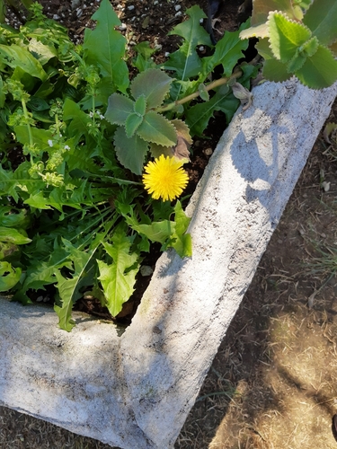 Another photo of Dandelion
