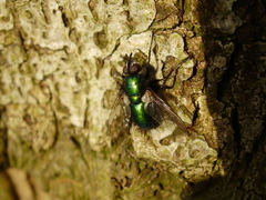 Gymnocheta viridis