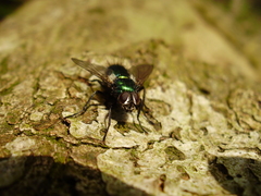 Gymnocheta viridis