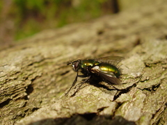 Gymnocheta viridis