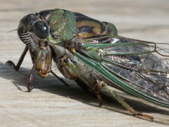 Neotibicen