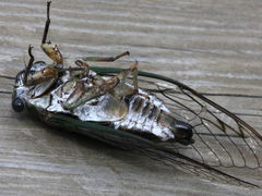 Neotibicen