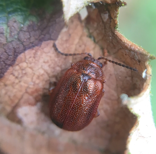 Hawthorn Leaf Beetle
