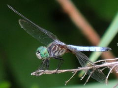 Pachydiplax longipennis