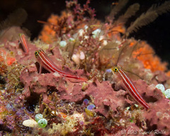 Helcogramma striata