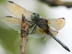 Pachydiplax longipennis