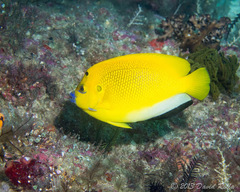 Apolemichthys trimaculatus