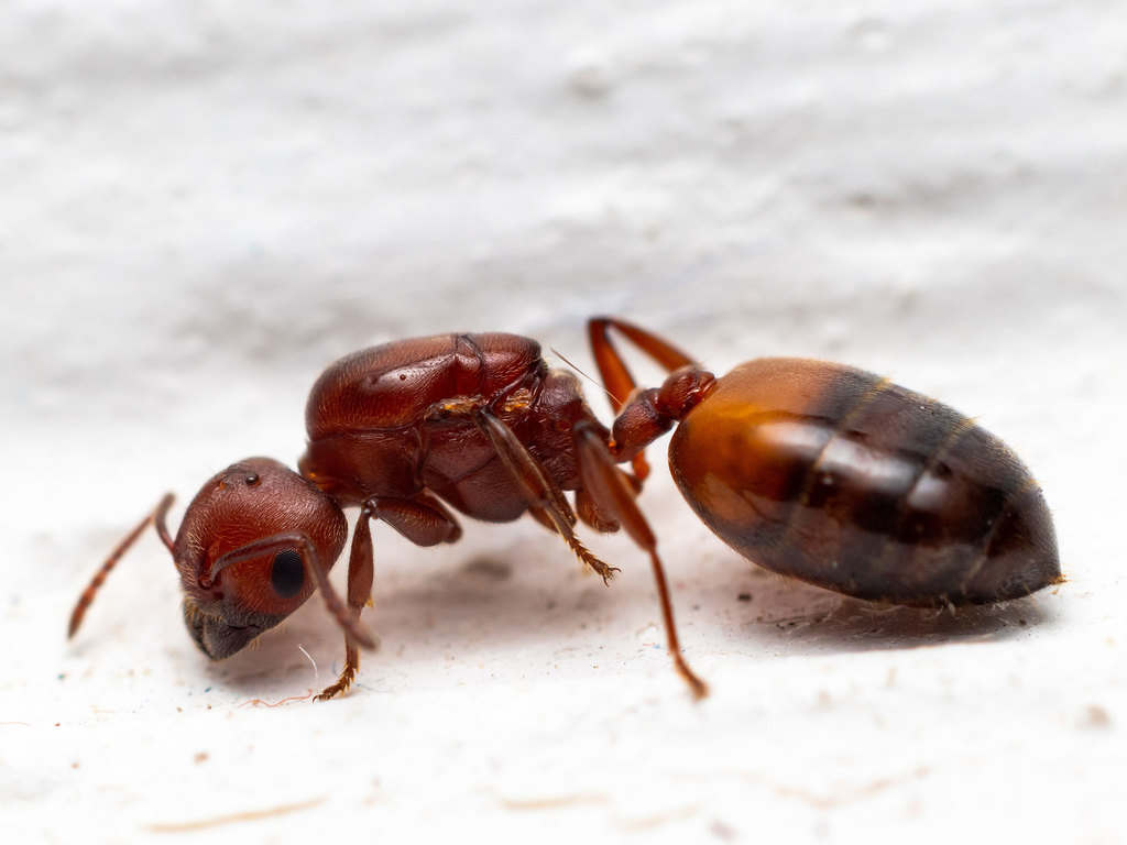 Red Cocktail ant