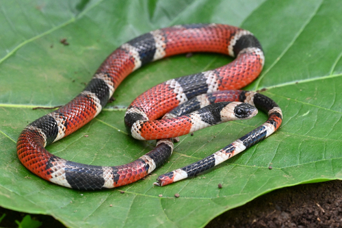Variegated False Coral Snake