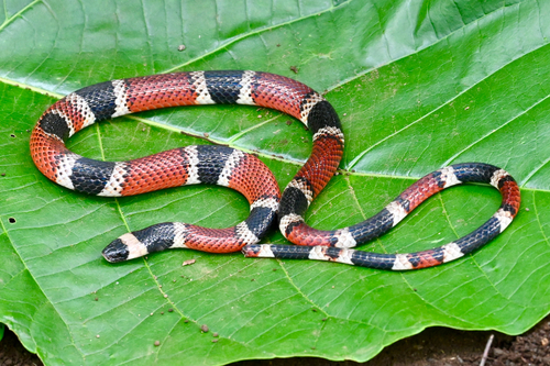 Variegated False Coral Snake