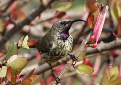 Amethyst Sunbird photo 3