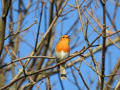Erithacus rubecula