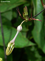 Ceropegia vincifolia