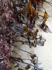 Laminaria setchellii