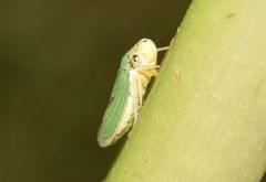 Bucephalogonia xanthophis