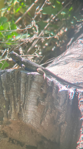 iNaturalist observation photo of Western Fence Lizard