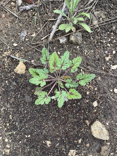 Erodium texanum, photograph 4